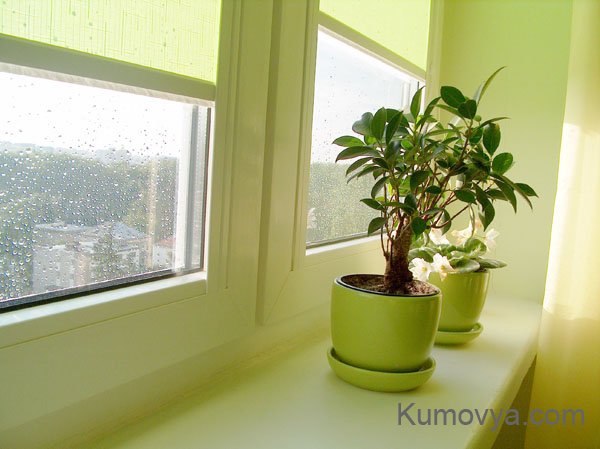 Создаем домашний уют: комнатные растения